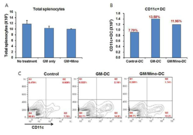 Minocycline의 생체 내 투여가 비장 수지상세포의 수적 변화에 미치는 영향