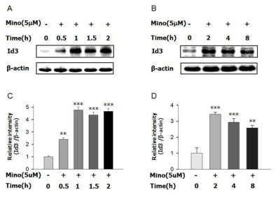 Minocycline의 Id3 단백질 발현유도 효능