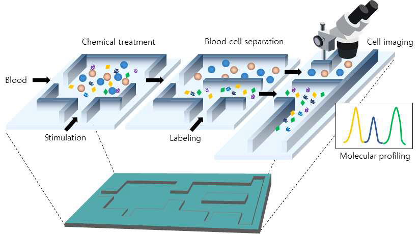 혈액 다중 분리 및 분석 (혈구 세포 vs 혈장 내 순환 바이오마커)을 위한 마이크로채널 모식도
