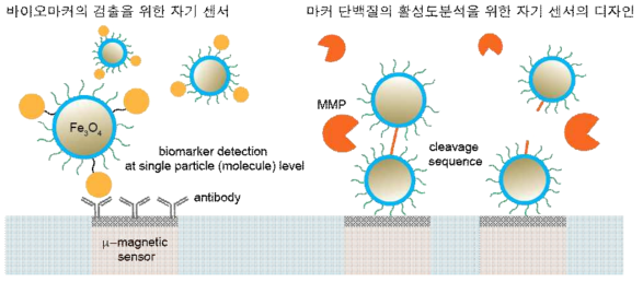 나노입자 및 자기 센서를 이용한 단백질 (바이오마커)의 고분해능 검출 (왼쪽), 및 단백질의 활성도 측정 (오른쪽)