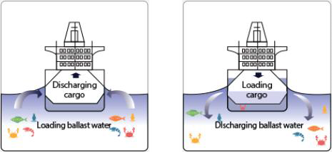 선박 평형수 주입/배출 시 발생되는 미생물의 생태계 교란
