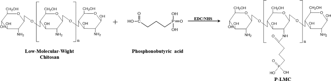 phosphonated low-molecular-weight chitosan (P-LMC) 제조
