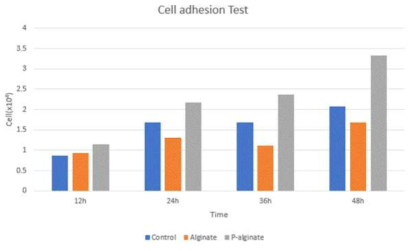 Alg와 P-Alg의 티타늄 표면 위에서의 세포 부착도