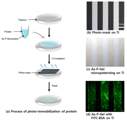 Micropatterning 과 단백질 광고정화 과정, (a) 단백질의 광고정화 과정 (b∼d) Micropatterning 비교
