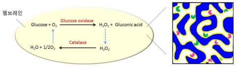 글루코오스 옥시다아제와 카탈라아제가 담지된 다중 촉매 반응기의 모식도 및 반응 메커니즘