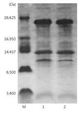 PDI 유전자와 함께 발현된 세포내 브라제인의 발현양 비교 결과 Lane M : Molecular weight marker (polypeptide marker); Lane 1: GG799 세포 파쇄 용액에서의 브라제인 발현양; lane 2: PDI 유전자가 함께 발현된 GG799 세포 파쇄 용액에서의 브라제인 발현양
