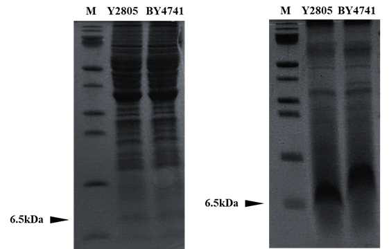 형질전환 된 Y2805, BY4741 균주의 발현 확인 왼쪽 : 균주 세포 분해 산물 오른쪽 : 균주 배양 상층액