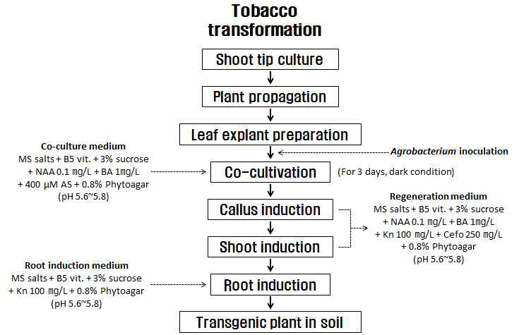 담배 형질전환 전체 과정