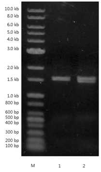 PDI 유전자의 전사량 비교 결과. Lane M : Molecular weight marker (1kb ladder); lane 1: PDI 유전자가 삽입되지 않은 GG799의 PDI mRNA의 전사량; lane 2: PDI 유전자가 삽입된 GG799의 PDI mRNA의 전사량