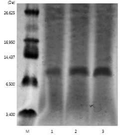 PDI, ERO의 추가 발현 유무에 따른 브라제인 발현양 비교 결과. Lane M : Molecular weight marker (polypeptide marker); lane 1: PDI, ERO를 추가적으로 발현시키지 않은 GG799의 브라제인의 발현양; lane 2: PDI 유전자가 추가적으로 발현된 GG799의 브라제인의 발현양; lane 3: PDI, ERO가 추가 발현된 GG799의 브라제인의 발현양