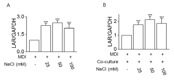 나트륨 농도별 렙틴/ 아디포넥틴 비율 (LAR, leptin/ adiponectin ratio)의 발현량. 3T3-L1 지방세포 단독(A)과 co-culture(B)에서의 렙틴/ 아디포넥틴 비율(LAR)의 발현은 RT-PCR을 이용하여 비교하였다. ***, p<0.001