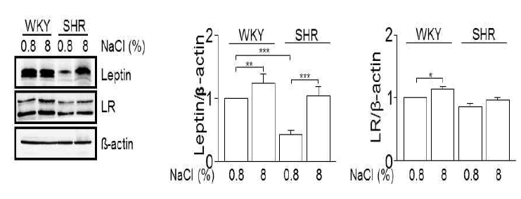 나트륨 섭취에 따른 신장(kidney)에서의 렙틴과 렙틴수용체의 단백발현. 나트륨 농도에 따른 신장에서의 렙틴과 렙틴 수용체의 단백발현을 측정하였다. *, p<0.05, **, p<0.01, ***, p<0.001