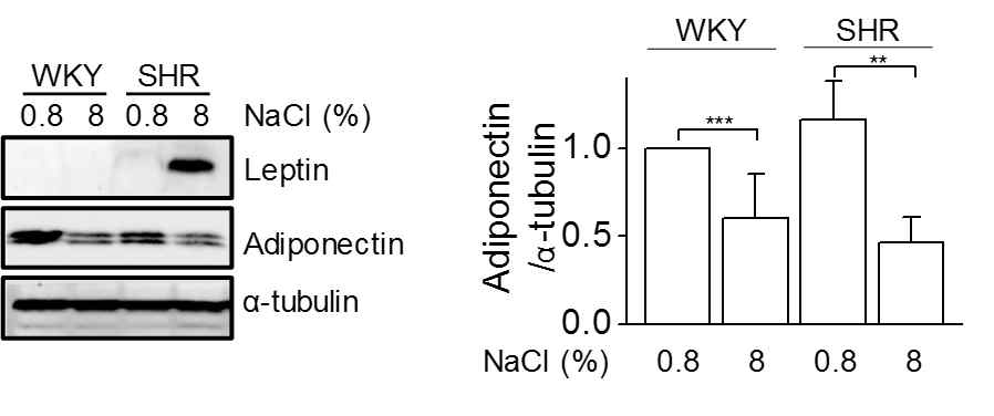 나트륨 섭취에 따른 신장지방(perirenal fat)에서의 렙틴과 아디포넥틴의 단백발현. 나트륨 농도에 따른 신장지방에서의 렙틴과 아디포넥틴의 단백발현을 측정하였다. **, p<0.01, ***, p<0.001