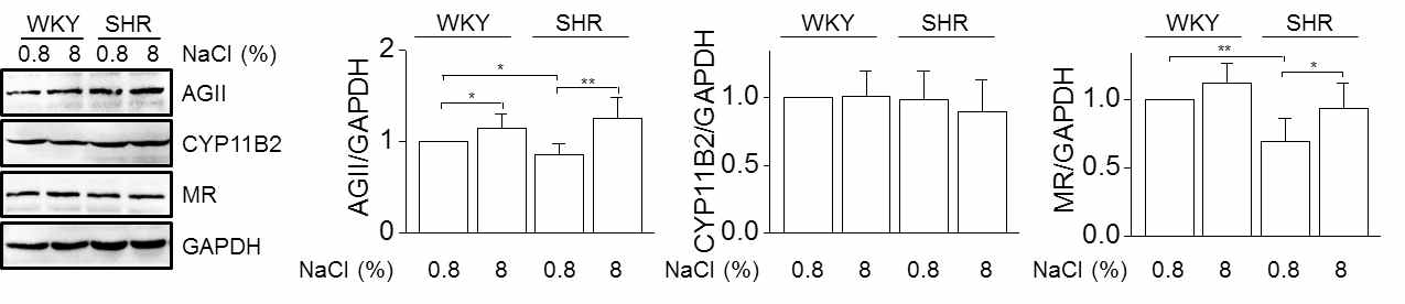 나트륨 섭취에 따른 신장 (kidney)에서의 RAAS 기전관련 유전자의 단백발현. 나트륨 농도에 따른 신장에서의 RAAS 기전 관련 유전자, AG-II, CYP11B2, MR의 단백발현을 조사하였다. *, p<0.05, **, p<0.01