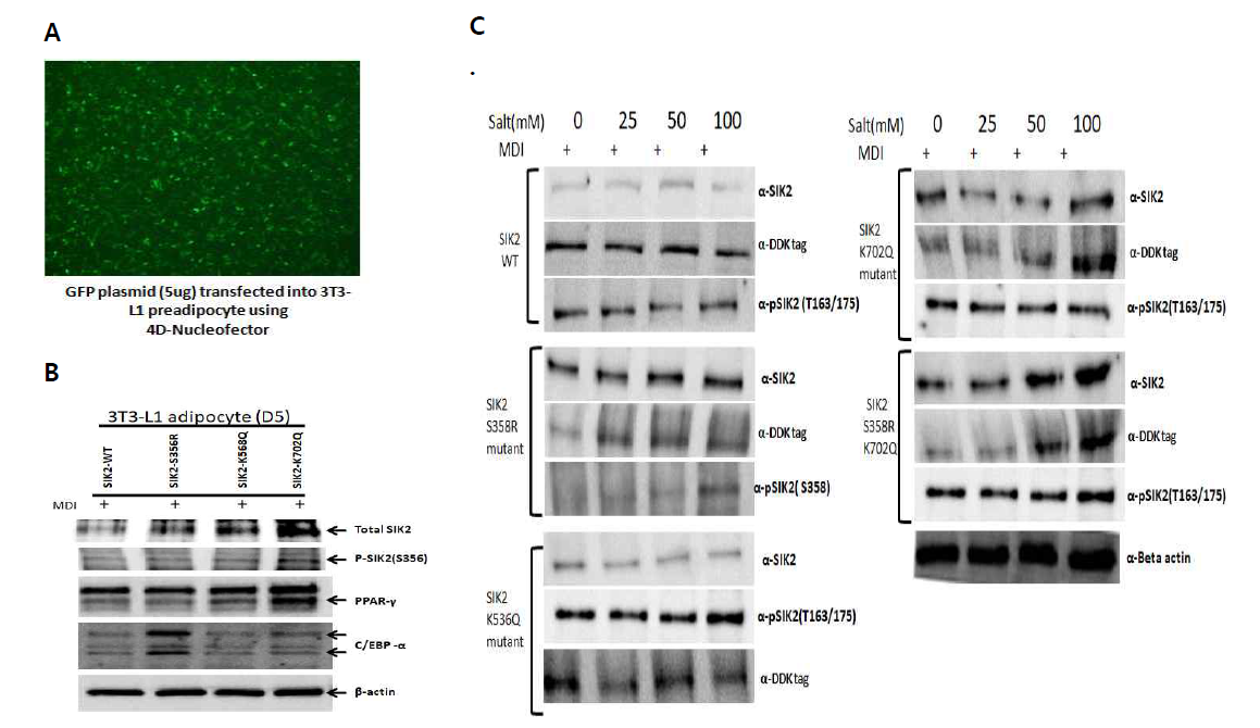 3T3-L1 세포에서 recombinant SIK2/Mutants(SIK2 K568Q, SIK2 K702Q) trasfection 효율 & plasmid 발현(A/B), proteasome system과의 연계성(B)