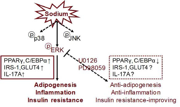 나트륨처치가 증가할수록 지방합성, 인슐린저항성, 염증성 사이토카인 분비 증가 등 현상을 확인함. 특히 Na-loading in vitro, in vivo를 통한 intra/intercellular 기전으로 ERK1/2 pathway를 경유한 adipogenesis 가능성을 제안함