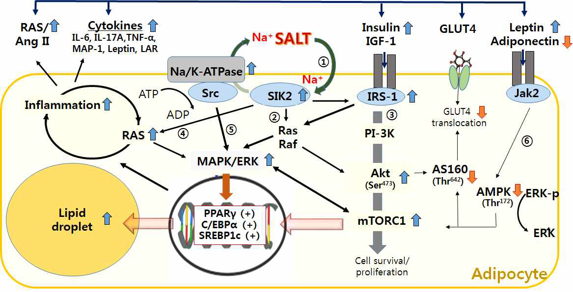 Salt-induced SIK2 activation (1) may involve in increasing Ras/Raf-MAPK/ERK signaling pathway (2), IRS-1-Akt-mTOR signaling pathway (3), and the metabolites involved in RAS(ADD1, CYP 11β2, Ang II, and MR) (4). The compensatory activation of Na+,K+-ATPase activation due to increasing intracellular sodium, in accordance with our results, increases MAPK/ERK pathway. (5) From our study, consequently, the secretion of RAS and inflammatory cytokines in salt-loading adipocytes may induce the insulin and leptin resistance through the in activation of AMPK-induced GLUT4 translocation.(6)