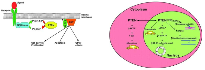 PTEN의 세포질내, 핵내 기능(J Cell Science, 2007)