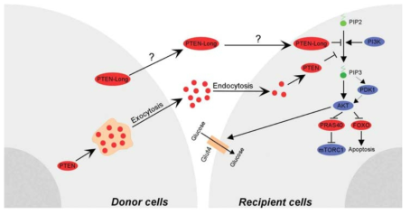 PTEN 기증 세포에서의 분비와 수용세포 세포질내 출입, 그리고 수용세포에서 PTEN의 생존신호 억제 작용 (Cell Res, 2013)