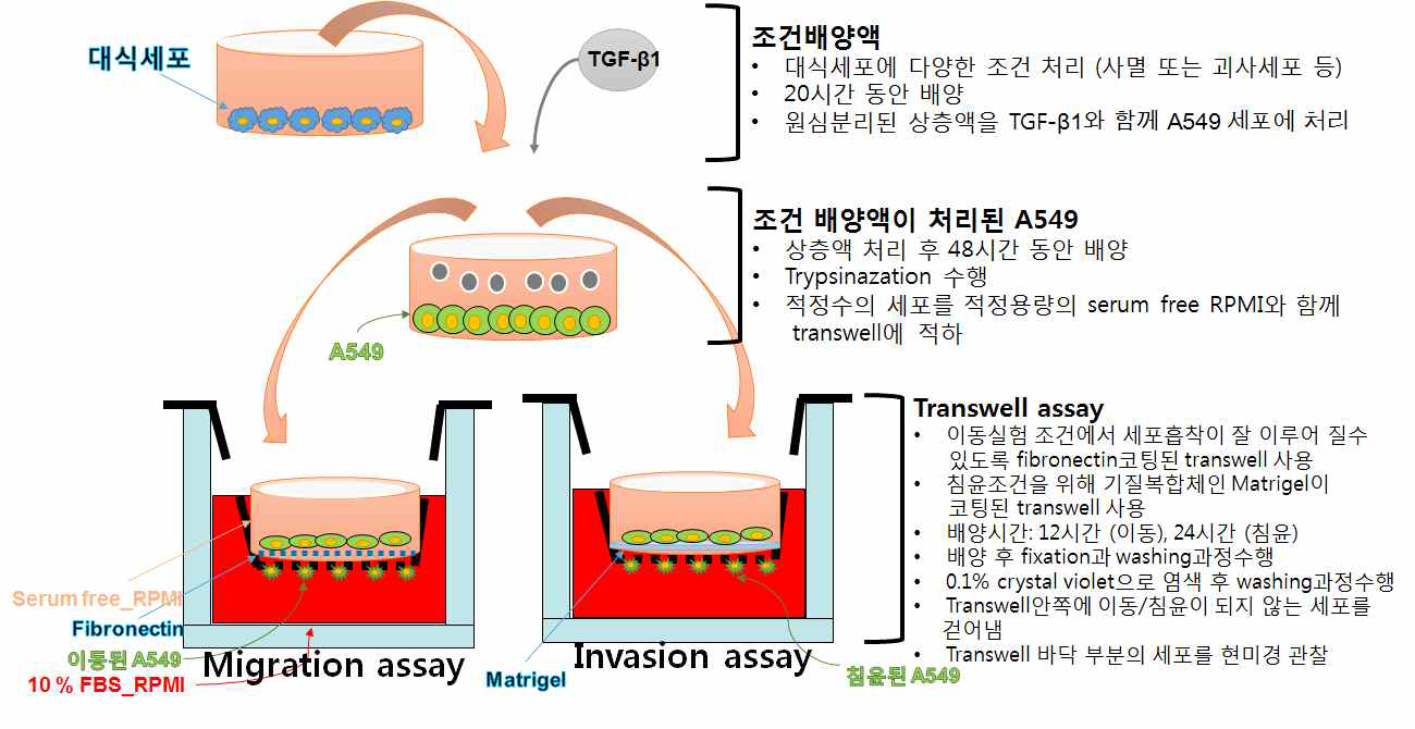 transwell assay를 이용한 암세포 이동 및 침윤 정도 분석