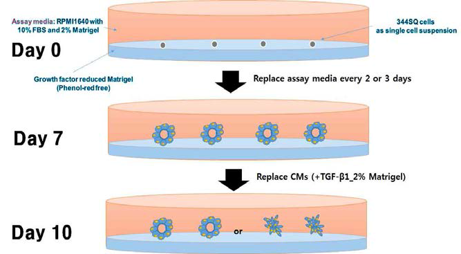 Matrigel에서 3D 세포 배양법. 응고된 Growth Factor Reduced Matrigel의 상층에 5000 세포/well가 포함되도록 함. 세포를 10% FBS, 2% Matrigel이 함유된 RPMI 1640으로 배양함. 새로운 배양액을 1주 동안 3일 마다 갈아줌. 그 후 10 ng/ml TGF-β1과 2% Matrigel을 처리하고 3일 동안 배양함. Eclipse TE-300 현미경으로 페이스 대조 이미지를 얻음