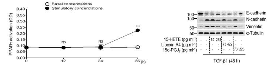 15-HETE, lipoxin A4, PGJ2를 자극 농도로 투여시 344SQ 암세포에서 PPARgamma 활동도를 증가 시킴 (왼쪽, 그림 7) 그리고 EMT 마커 변화를 억제함 (오른쪽, 그림 8)