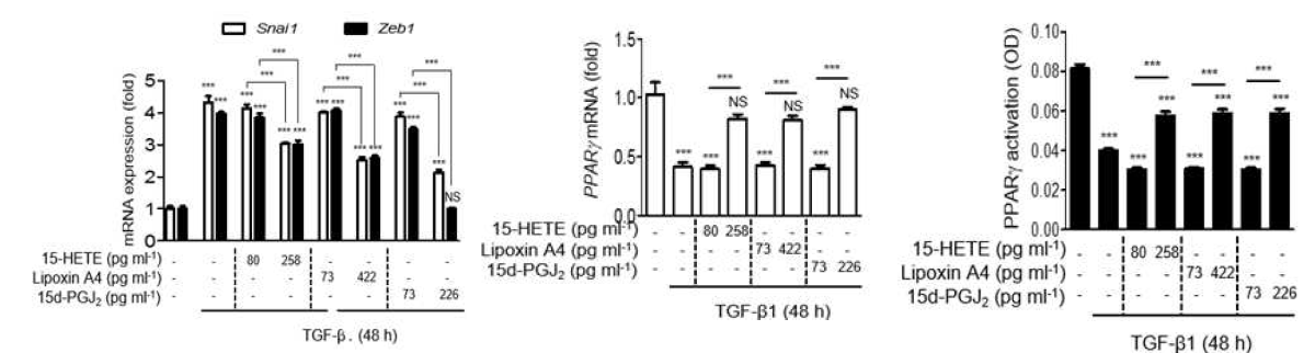 15-HETE, lipoxin A4, PGJ2를 자극 농도로 투여시 344SQ 암세포에서 EMT 마커 조절 전사인의 발현을 억제함 (왼쪽, 그림 10), PPARgamma mRNA 발현 및 활동도를 증가 시킴(가운데, 그림 11과 12)