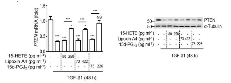 15-HETE, lipoxin A4, PGJ2를 자극 농도로 투여시 344SQ 암세포에서 PTEN mRNA (왼쪽, 그림 13) 및 단백질 발현을 증가 시킴(오른쪽, 그림 14)