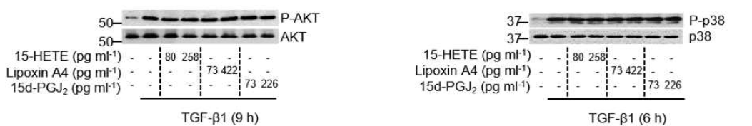 15-HETE, lipoxin A4, PGJ2를 자극 농도로 투여시 344SQ 암세포에서 Akt, p38 MAP kinase의 활성화에 영향을 끼치지 않음 (그림 15, 16 각각)