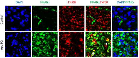 그림 29에서 PPARγ (초록색)와 F4/80(빨강)이 이중 염색된 부분(작은 사각형)을 확대한 그림. 사멸화 암세포 투여한 실험군에서 대조군에 비하여 PPARγ 발현이 증가됨을 보임