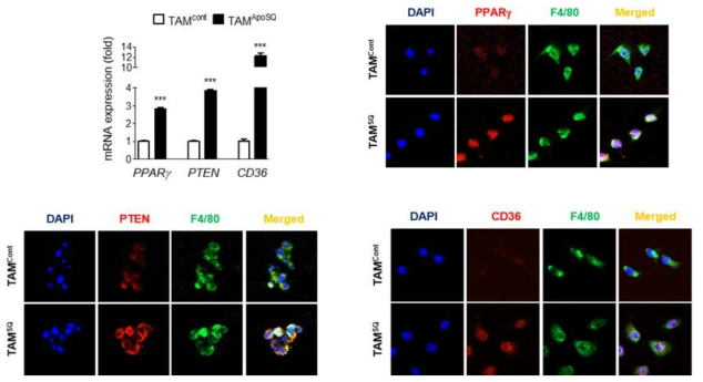 사멸화 344SQ암세포 피하 주사후 6주경에 발생한 피부암의 조직에서 획득한 TAM에서 PPARγ, PTEN, CD36의 RT-PCR 결과(그림 39)와 면역형광 소견(그림 40-42)