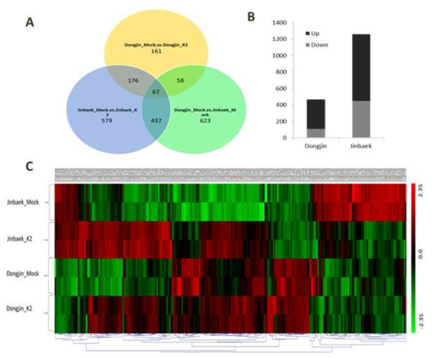 A) Venn Diagram depicting overlapped genes in between three array group comparisons, B) Number of up/down DEGs in Dongjin (Susceptible) and Jinbaek (Resistant), C) Hierarchical clusters of DEGs