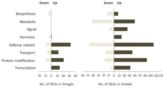 Functional categorization of DEGs in Dongjin (Susceptible) and Jinbaek (Resistant) cultivars in response to Xoo strain K2