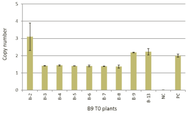 TaqMan qRT-PCR for gene copy number variation in T0 plants