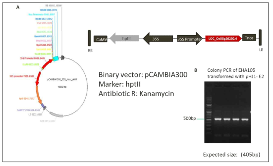 A) Vector map construct of LOC_Os08g26230.4 integrated into pCAMBIA1300, B) Colony PCR of EHA105 transfromed with pCAMBIA::E2