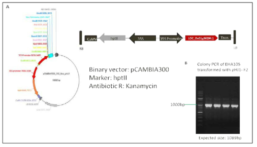 A) Vector map construct of LOC_Os01g36294.1 integrated into pCAMBIA1300, B) Colony PCR of EHA105 transfromed with pCAMBIA::F2