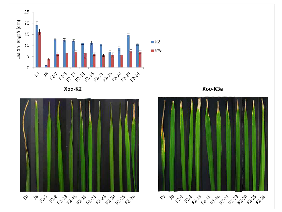 Lesion length of bacterial blight (races K2, K3a) in F2-OX plants 2 weeks after inoculation