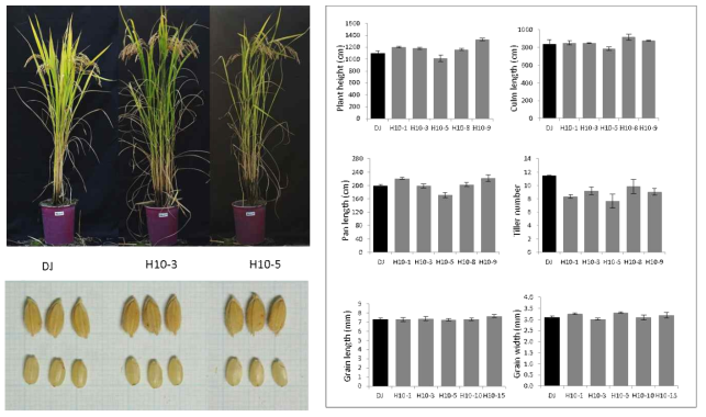 Morpho-agronomic traits of LOC_Os12g43380.1 (H10) overexpression lines