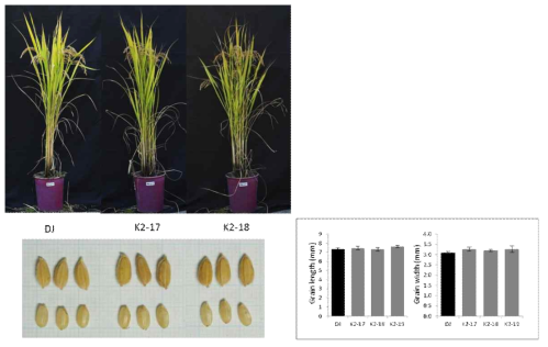 Morpho-agronomic traits of LOC_Os01g36294.1 (K2) overexpression lines