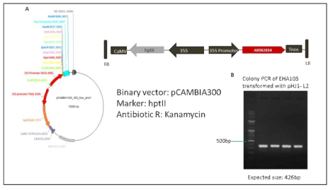 A) Vector map construct of LOC_Os03g01300 (L2) integrated into pCAMBIA1300, B) Colony PCR of EHA105 transformed with pCAMBIA::L2