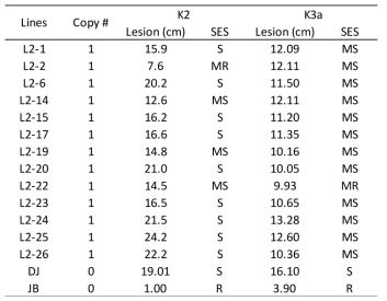 Disease resistance reaction of single gene copy transgenic L2-OX lines