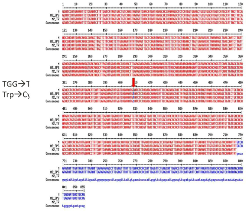 Lesion length of bacterial blight (races K2, K3a) in LOC_Os11g02520.1 (M2) plants 2 weeks after inoculation