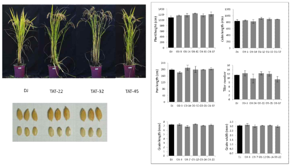 Morpho-agronomic traits of LOC_Os01g45640.1 (O3) overexpression lines