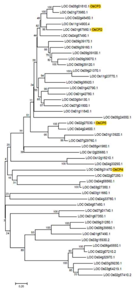 Phylogenetic relationships of rice cysteine and serine proteases