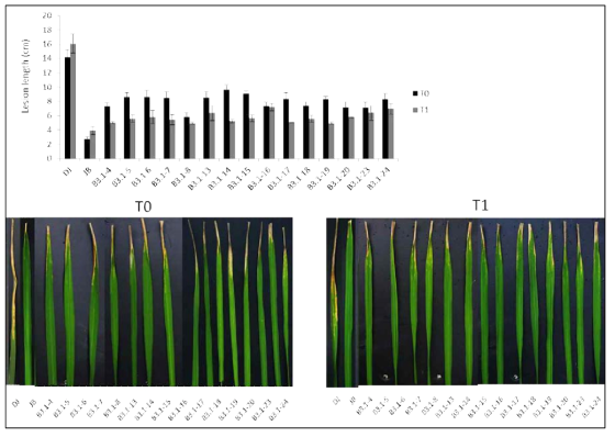 Lesion length of BB (race K3a) in Bra000615 (BrCP1)-OX plants two weeks after inoculation