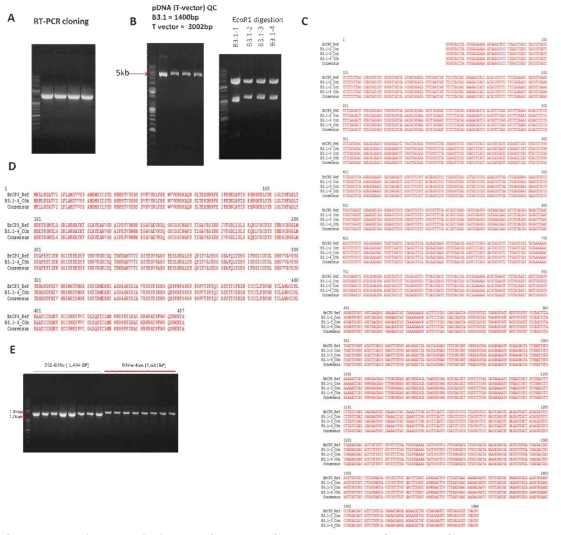 Isolation and cloning of BrCP3. A) RT-PCR assay of BrCP3. B) Restriction enzyme mapping to verify ligation of BrCP3 into T-vector. C) 99.92% nucleotide sequence alignment of BrCP1 sample compared with the reference gene. D) 99.78% amino acid sequence homology of BrCP3 with the reference gene seq. E) Transformed EHA105 colony PCR assayed with BrCP3 and HPT