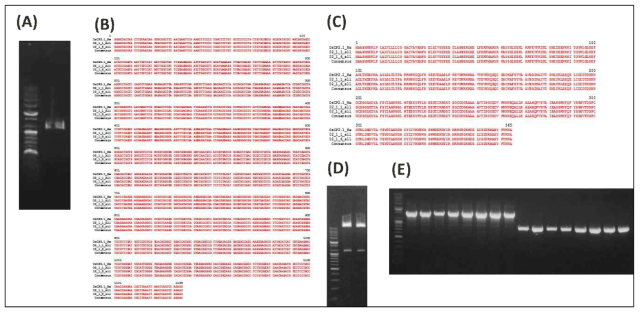 Isolation and cloning of OsCP2 gene. A) RT-PCR assay of OsCP2. B) Nucleotide sequence alignment of OsCP2 compared with the reference gene with 100% homology. C) 100% amino acid sequence homology of OsCP2 with the reference gene. D) Double enzyme digestion of pDNA containing OsCP2 as template for ligation to pCAMBIA1300 (pHJ1) vector. E) Transformed EHA105 colony PCR assayed with O2.1 and HPT