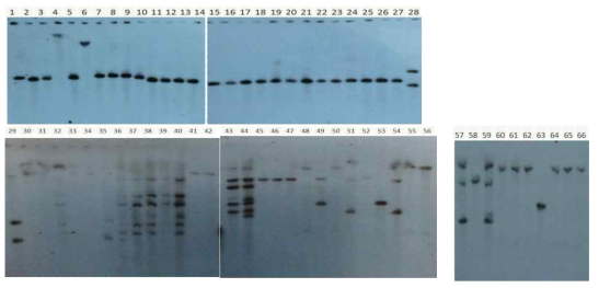 Southern blot of OsSP4 T0 transgenic plants