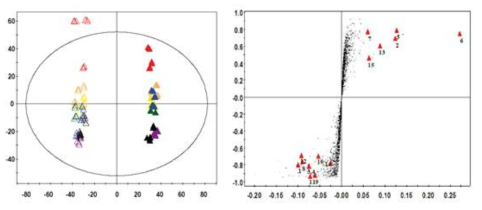 UPLC-Q-TOF-MS로 분석한 Penicillum expansum 액체배양, 고체배양의 다변량 통계분석 결과