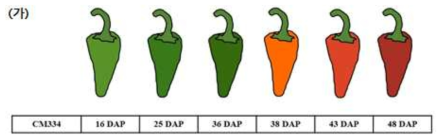고추 시기 정보 및 색 변화 모식도